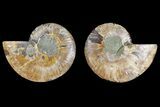 Agatized Ammonite Fossil - Madagascar #139725-1